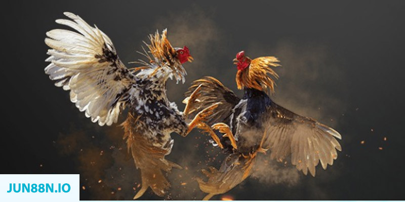 w88top đá gà trực tiếp hôm nay